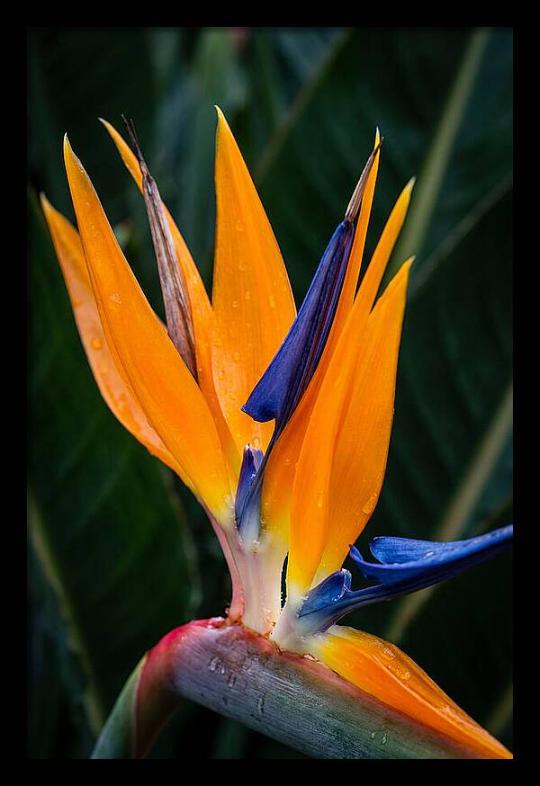 Tropical Elegance Unveiled