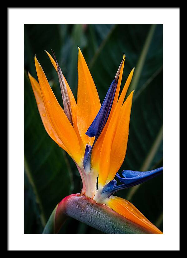 Tropical Elegance Unveiled