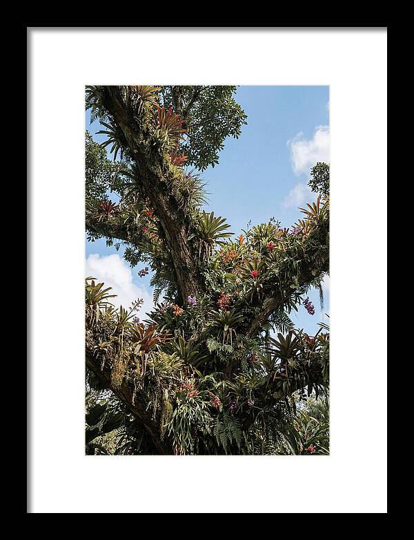 Tropical Forest Epiphyte Garden