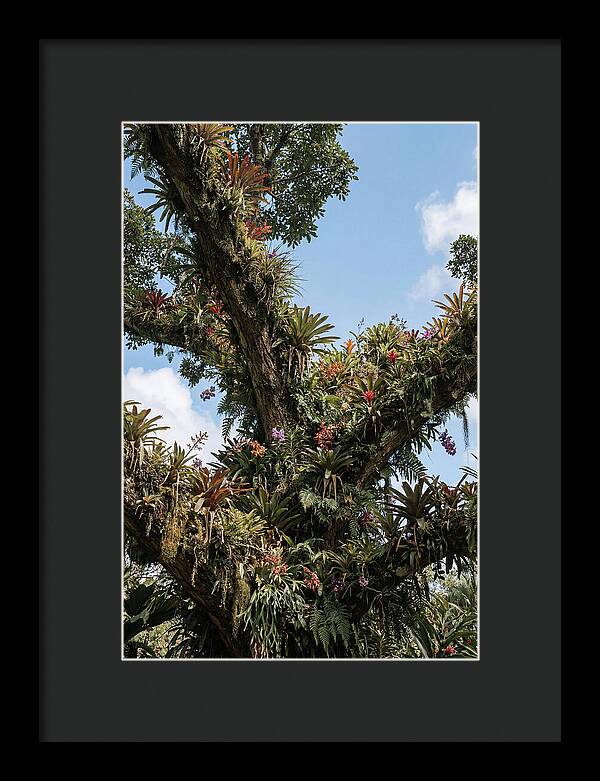 Tropical Forest Epiphyte Garden