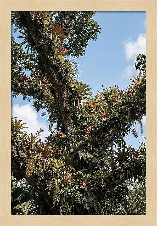 Tropical Forest Epiphyte Garden