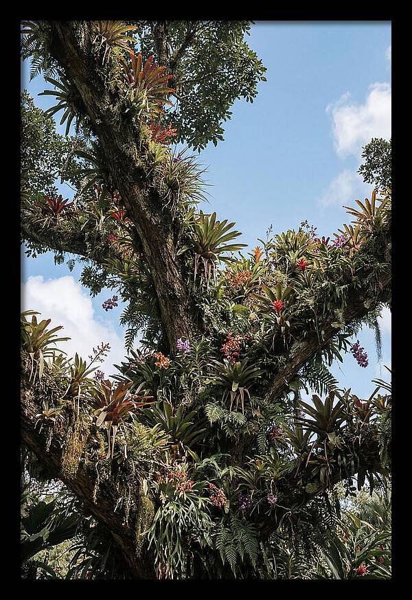 Tropical Forest Epiphyte Garden
