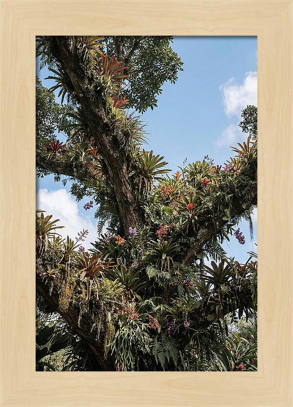 Tropical Forest Epiphyte Garden