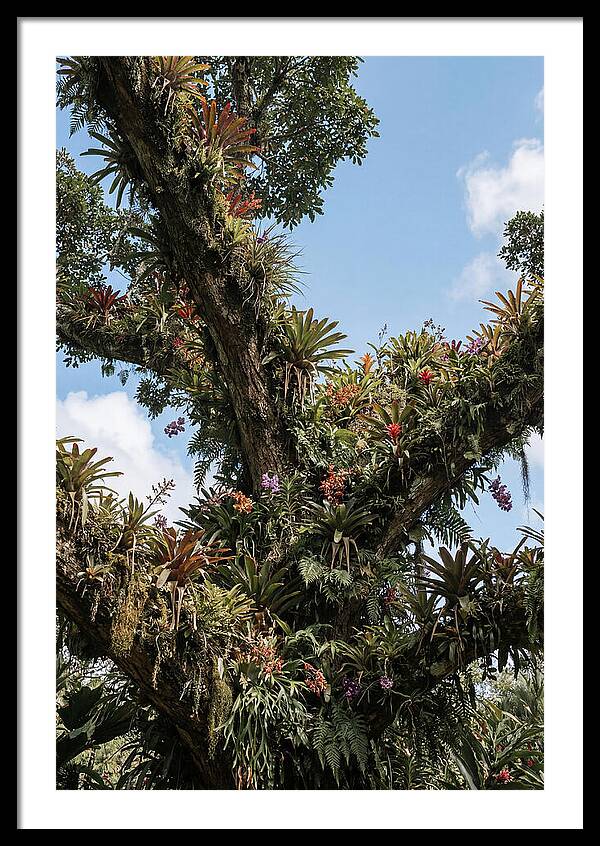 Tropical Forest Epiphyte Garden