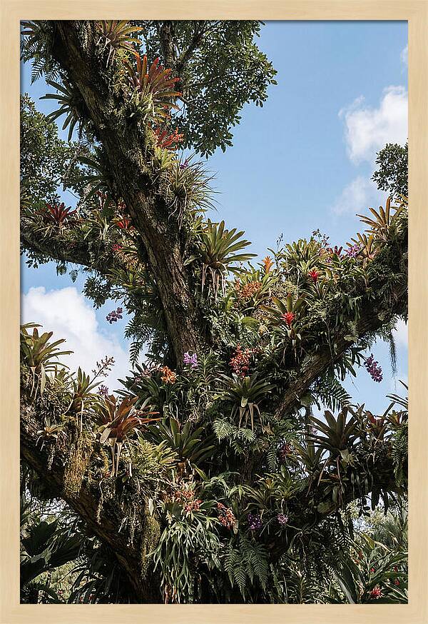 Tropical Forest Epiphyte Garden