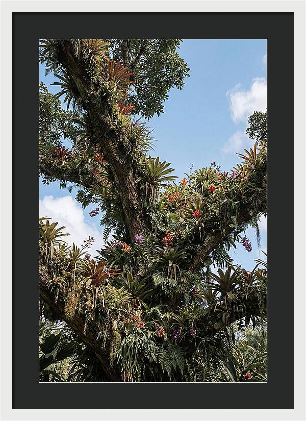 Tropical Forest Epiphyte Garden