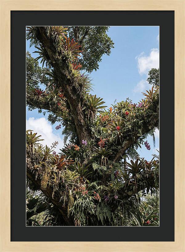 Tropical Forest Epiphyte Garden