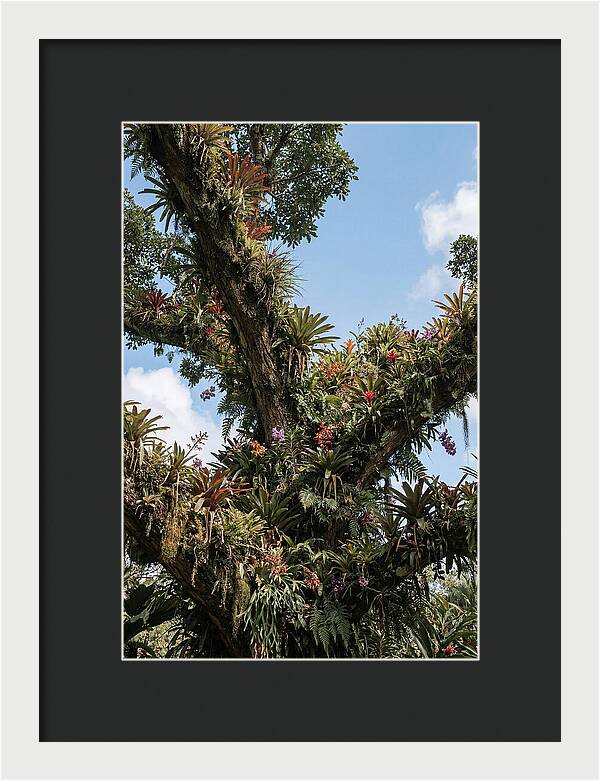 Tropical Forest Epiphyte Garden