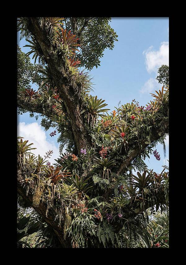 Tropical Forest Epiphyte Garden
