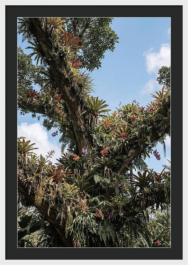 Tropical Forest Epiphyte Garden