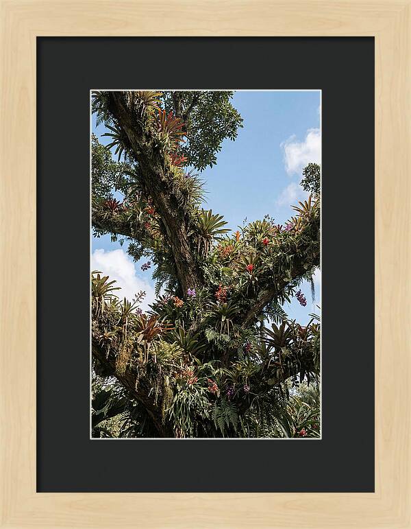 Tropical Forest Epiphyte Garden