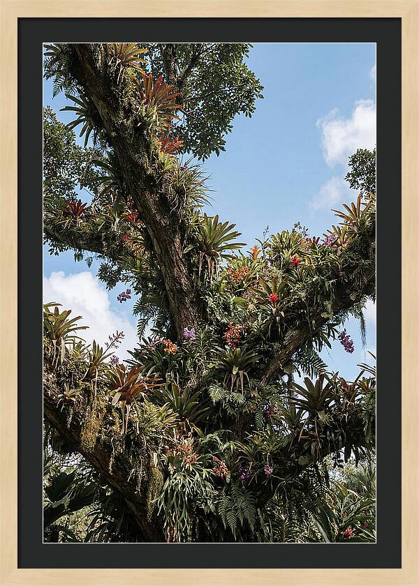Tropical Forest Epiphyte Garden
