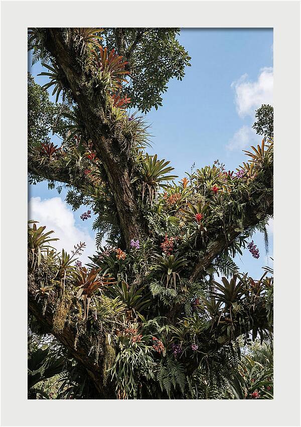 Tropical Forest Epiphyte Garden