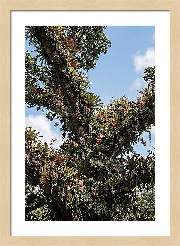 Tropical Forest Epiphyte Garden