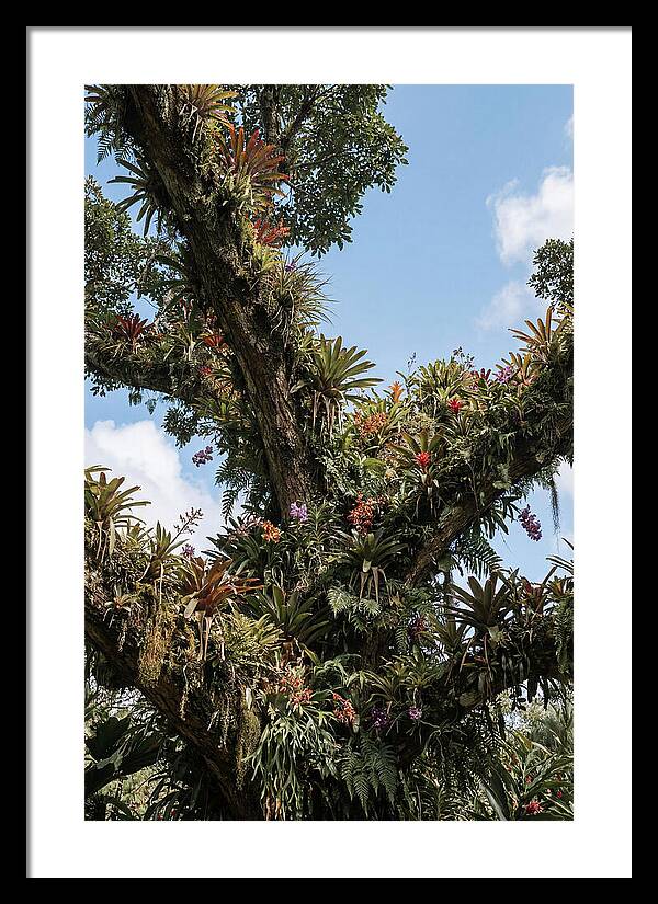 Tropical Forest Epiphyte Garden