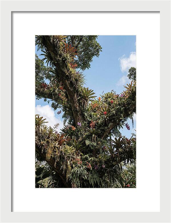 Tropical Forest Epiphyte Garden