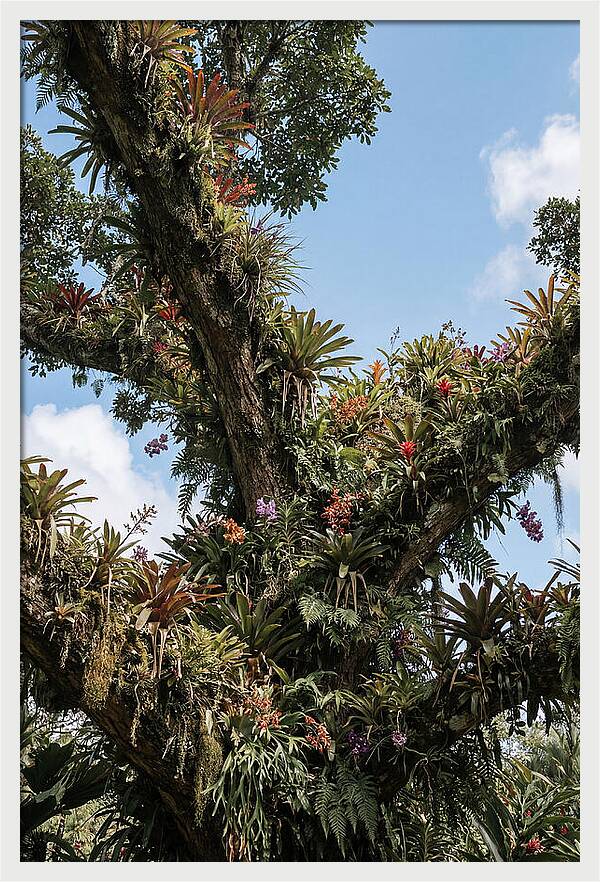 Tropical Forest Epiphyte Garden