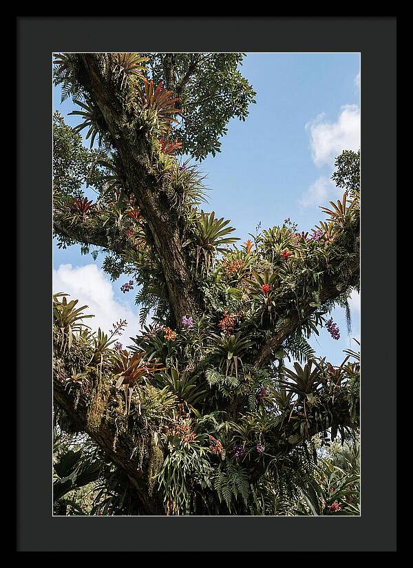 Tropical Forest Epiphyte Garden