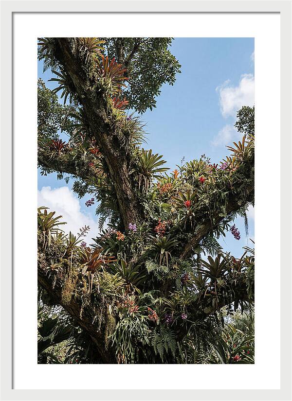 Tropical Forest Epiphyte Garden