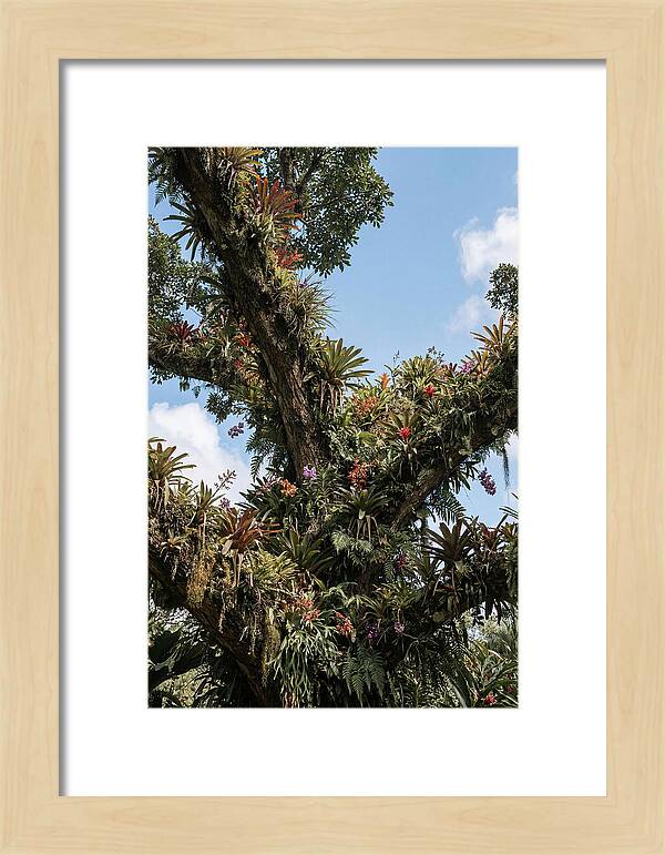 Tropical Forest Epiphyte Garden