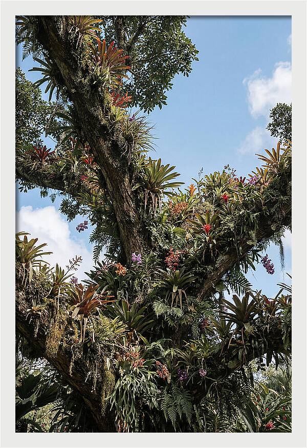 Tropical Forest Epiphyte Garden