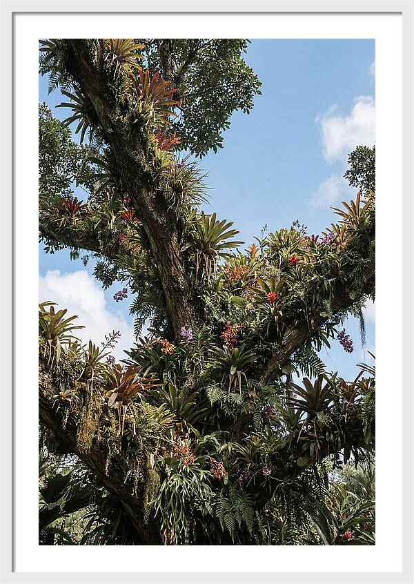 Tropical Forest Epiphyte Garden