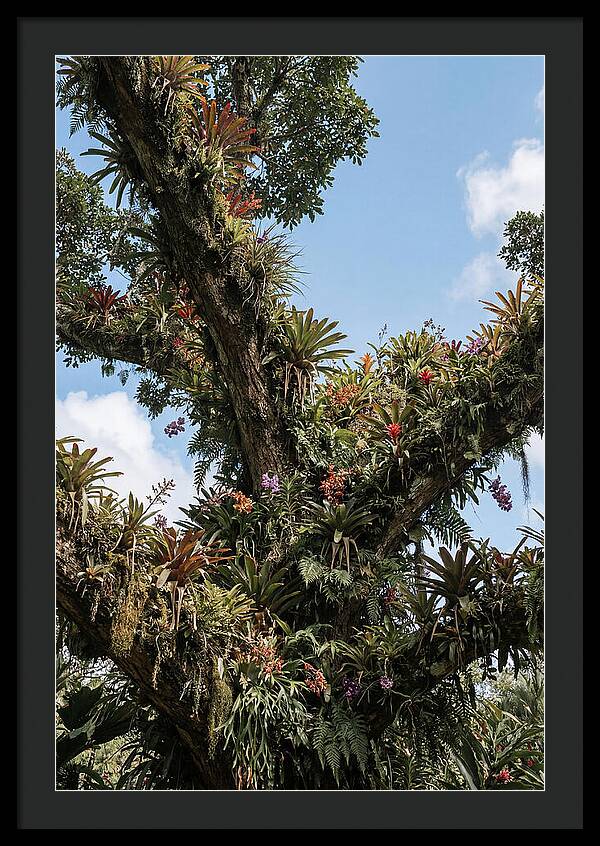 Tropical Forest Epiphyte Garden