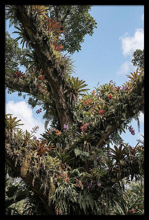 Tropical Forest Epiphyte Garden