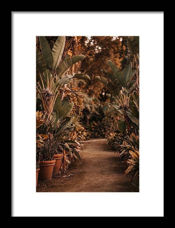Tropical Garden Pathway