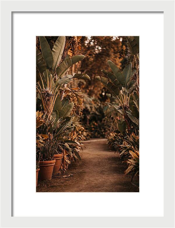 Tropical Garden Pathway