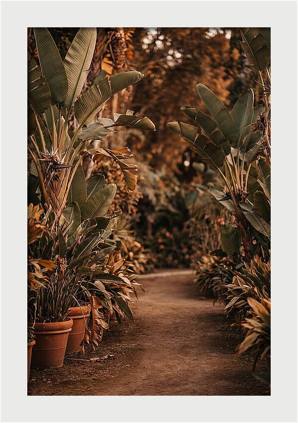 Tropical Garden Pathway