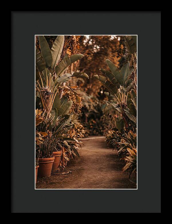 Tropical Garden Pathway
