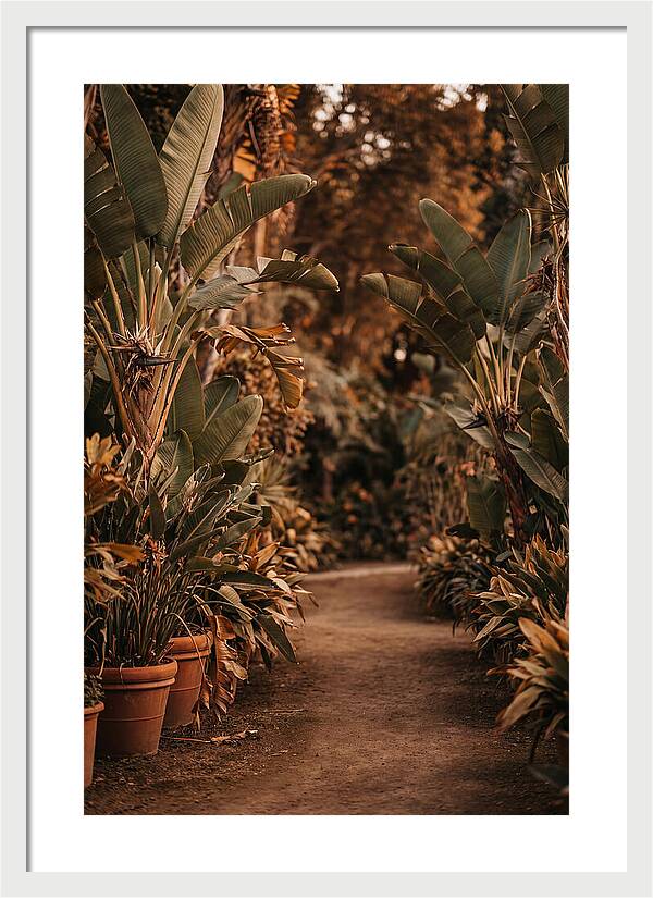 Tropical Garden Pathway