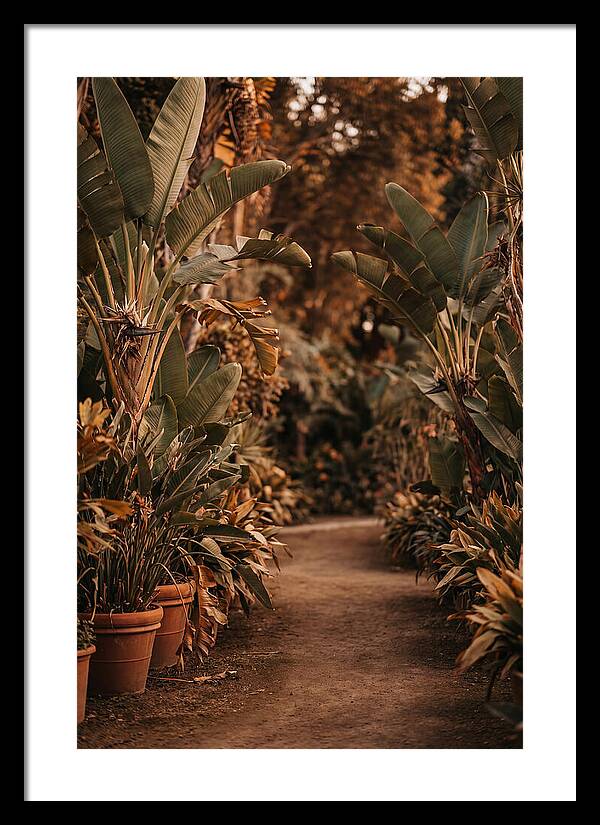 Tropical Garden Pathway