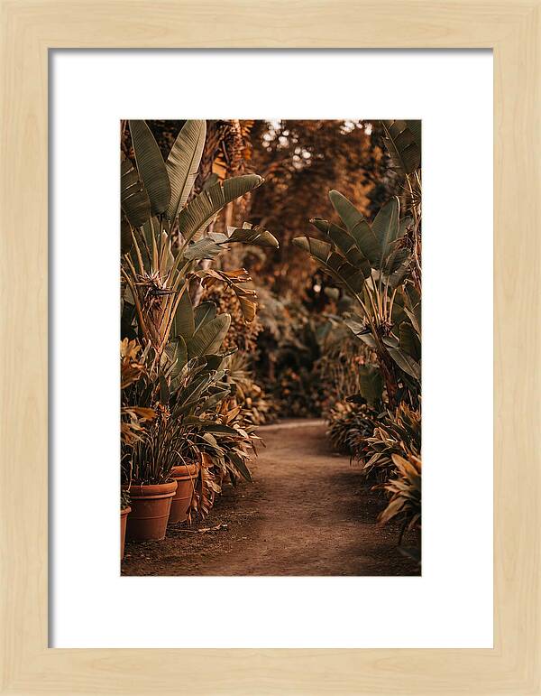 Tropical Garden Pathway