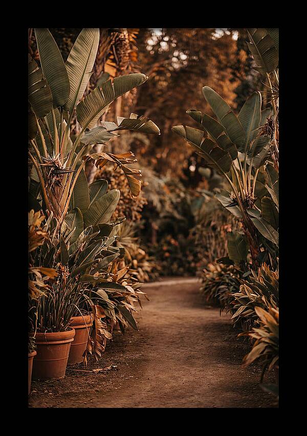 Tropical Garden Pathway