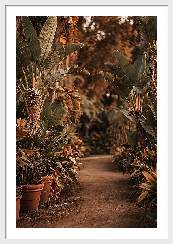 Tropical Garden Pathway