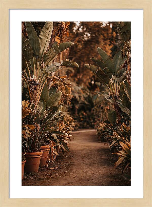 Tropical Garden Pathway