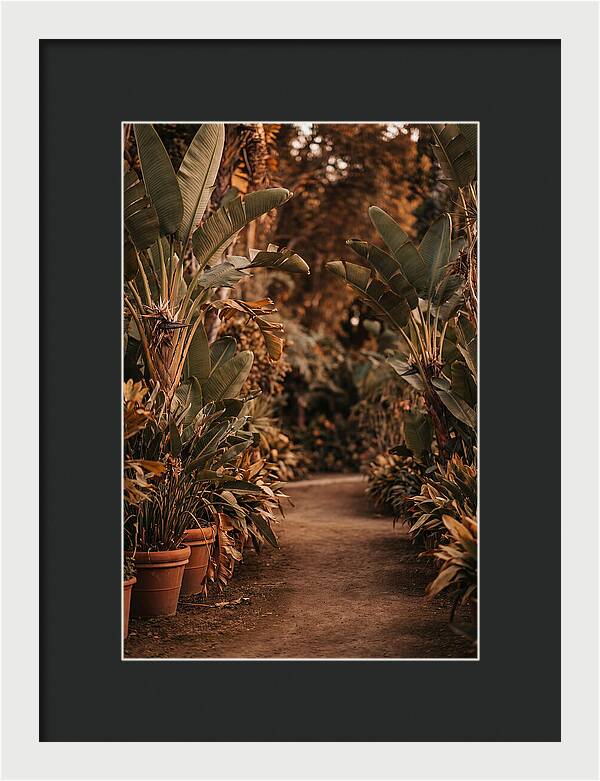 Tropical Garden Pathway