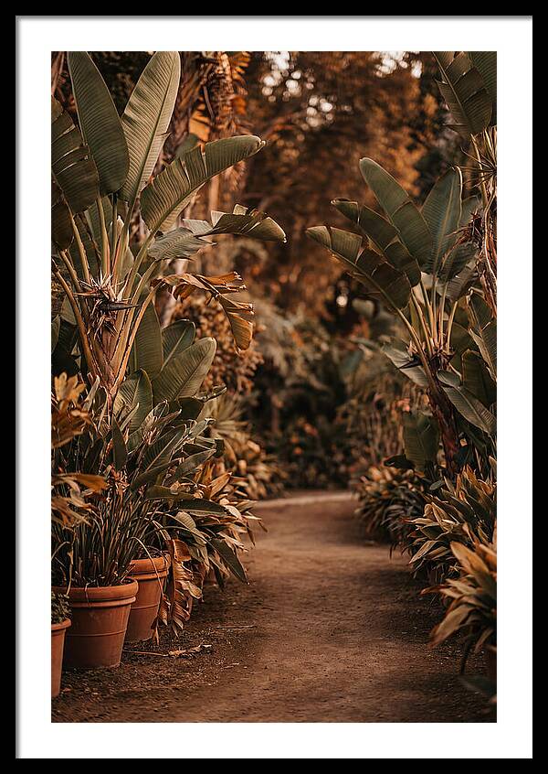 Tropical Garden Pathway