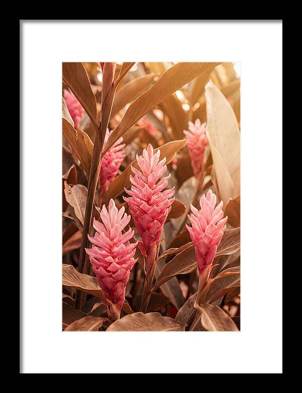 Tropical Ginger Blossom Delight