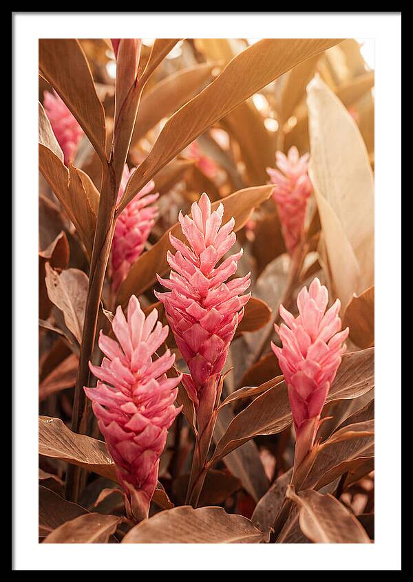 Tropical Ginger Blossom Delight