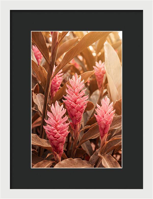 Tropical Ginger Blossom Delight