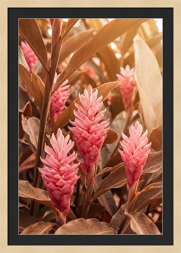 Tropical Ginger Blossom Delight