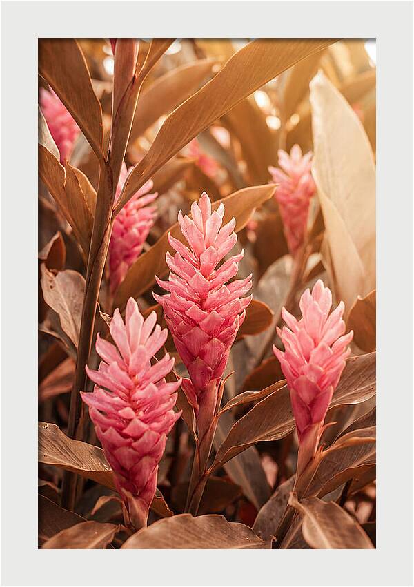 Tropical Ginger Blossom Delight