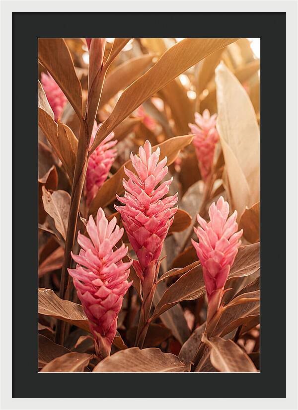Tropical Ginger Blossom Delight