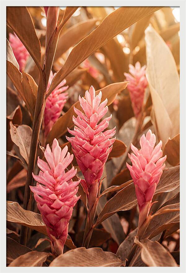 Tropical Ginger Blossom Delight