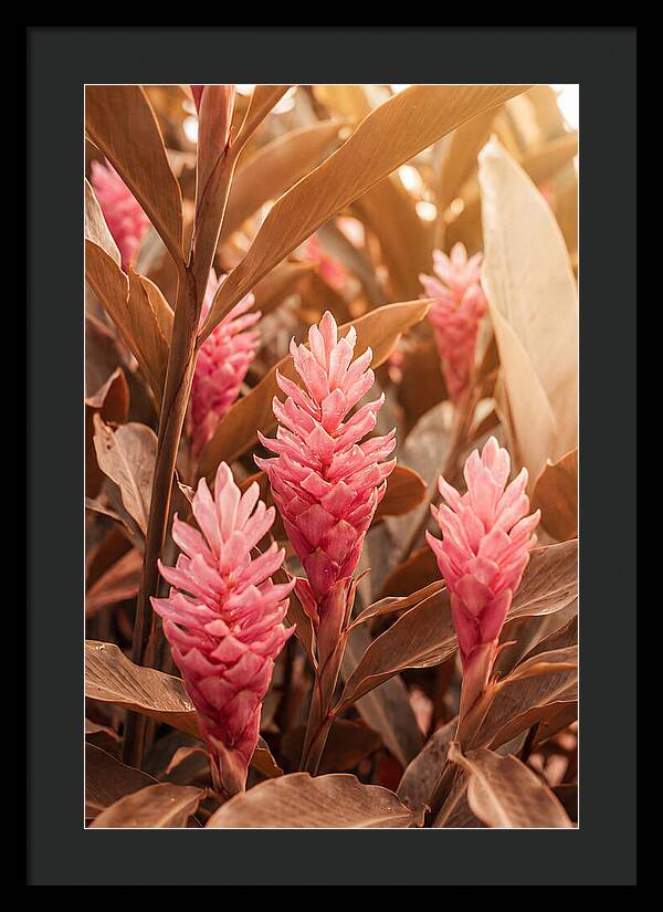 Tropical Ginger Blossom Delight
