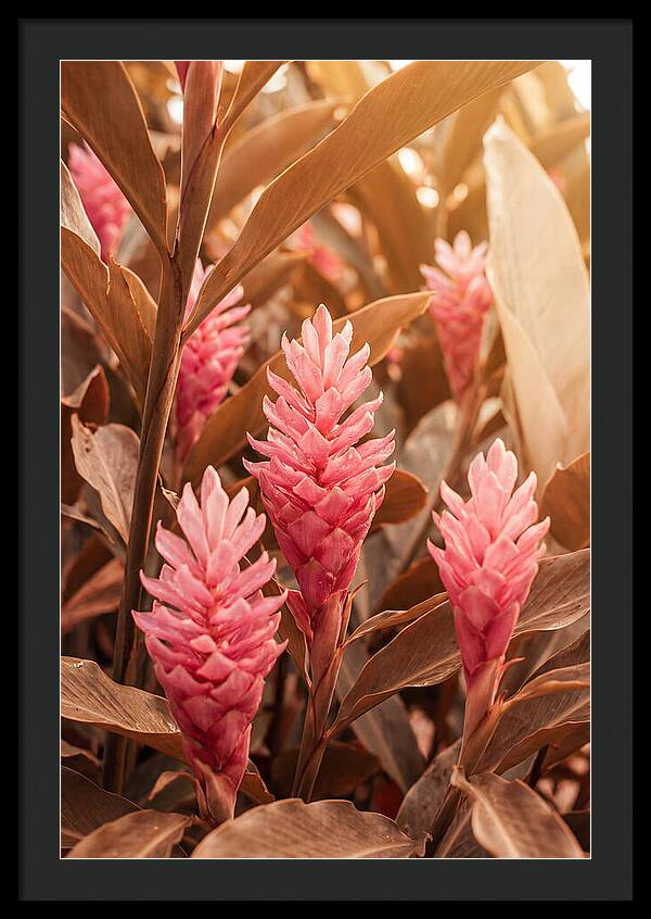 Tropical Ginger Blossom Delight