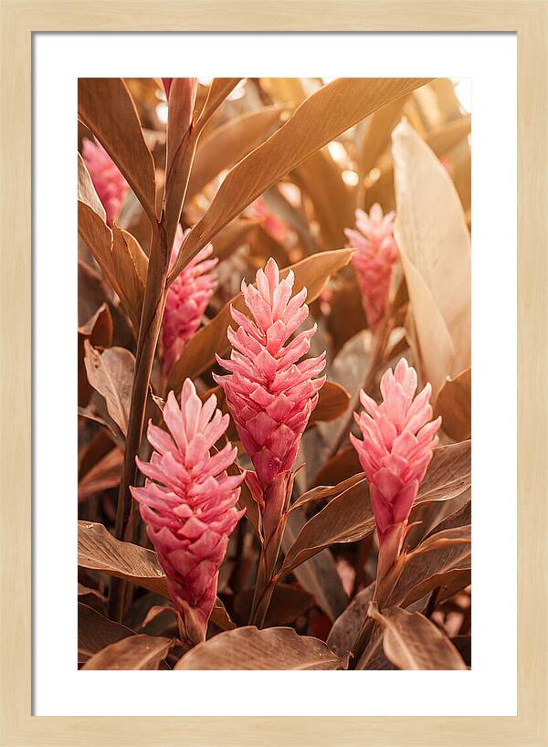 Tropical Ginger Blossom Delight